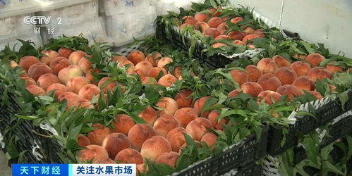 應季水果價格走低 健康與實惠兼得的甜蜜時刻