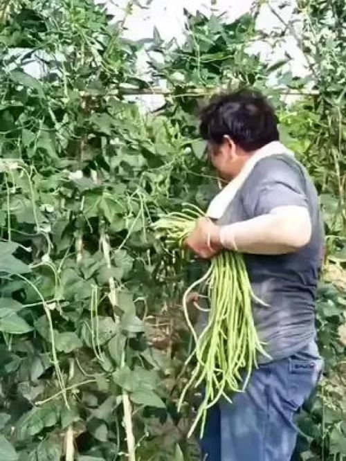 老農的豆角與水產 記錄真實的鄉村生活，傳遞正能量