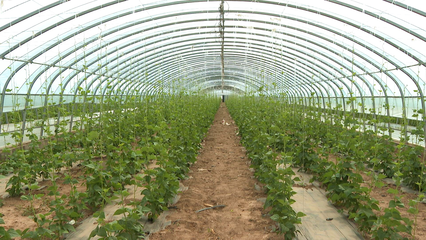 王鳳瑞帶隊調研廣靈黃花產業(yè)及設施農業(yè)，關注水產養(yǎng)殖發(fā)展