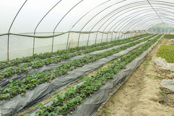 農產品種植基地 現(xiàn)代農業(yè)的基石與可持續(xù)發(fā)展之道