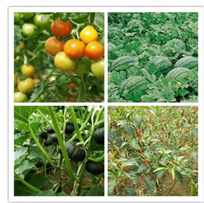 雙柏縣河口河流域鄉(xiāng)村振興示范區(qū) 高原特色現(xiàn)代農業(yè)的農產品種植實踐