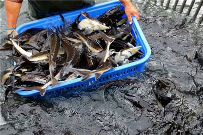 好山好水養(yǎng)好魚——安順推動生態(tài)漁業(yè)高質量發(fā)展調查