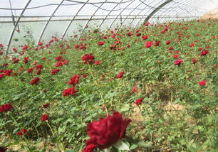 秦椒秦醬秦火鍋，爽口爽心竹園村——竹園村水產養(yǎng)殖與火鍋美食的完美結合