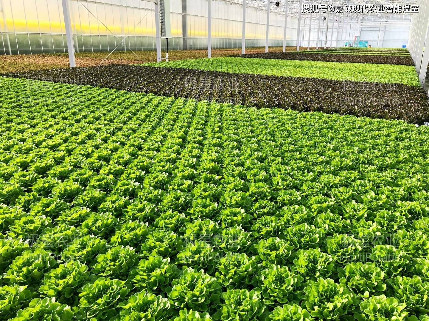 水培農(nóng)業(yè)在溫室大棚應(yīng)用中面臨的問(wèn)題與挑戰(zhàn)