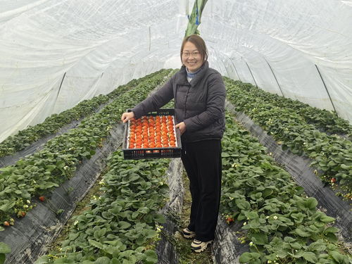 安徽明光 打好農業“特色牌”，走出產業興旺新路徑