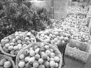 生態(tài)種養(yǎng)并舉，平武農(nóng)產(chǎn)品走俏市場(chǎng)