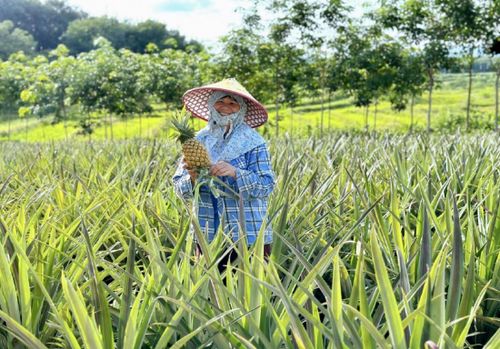 瓊中黎母山 熱帶特色農(nóng)業(yè)結(jié)碩果 名優(yōu)品牌多點(diǎn)開(kāi)花促振興