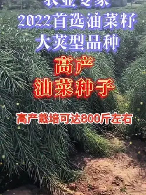優質農產品增產增收才是硬道理 油菜種植與水產養殖的協同發展